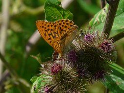 macro view of Butterfly on a flower burdock