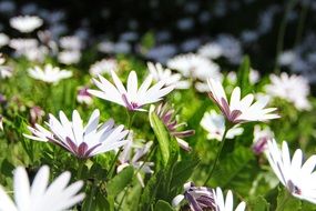 white wild flowers on the meadow
