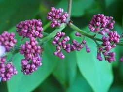 unopened lilac buds