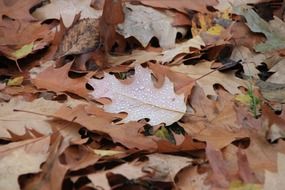 raindrops on dry autumn leaves