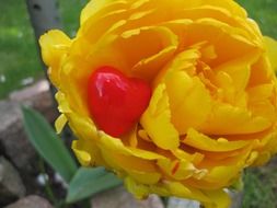 heart form decoration in yellow tulip flower