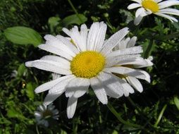 Close-up of the beautiful white daisies in water drops