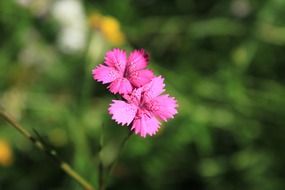 pink carnation flower