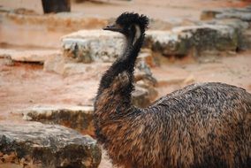 emu bird in the wildlife