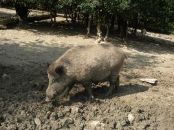 wild boar digs the ground in the forest