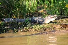 crocodile on the river bank in the sun