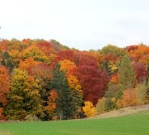 beautiful colorful forest in autumn