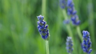 bright fragrant violet lavender flowers