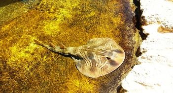 sea animal in ocean underwater portrait
