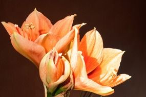 sweet orange amaryllis salmon