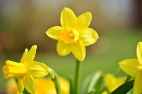 yellow narcissus flower