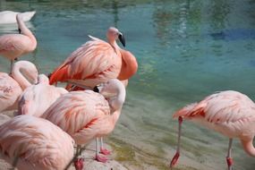 pink flamingo family