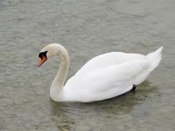 graceful swan in the pond