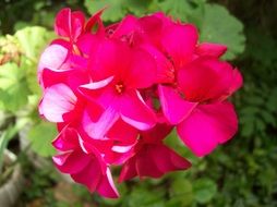 lush pink flowers close up