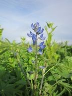 terrific lupinus