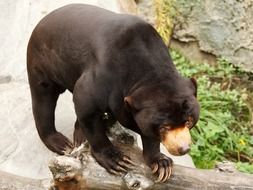bear on tree trunk