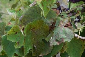 Autumn green leaves plants