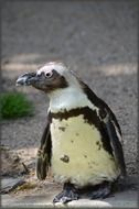 young penguin black and white