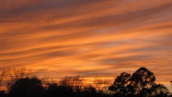 orange sunset sky above black tree tops