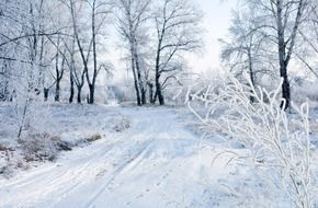 white snowy road in the winter forest