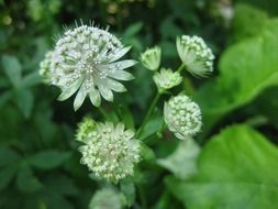 bloom white plant