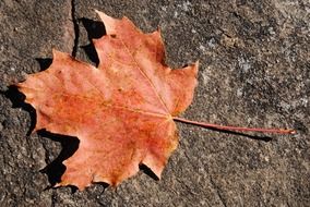 maple leaf red