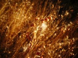 golden summer plants