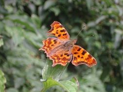 comma butterfly sitting on green leaf