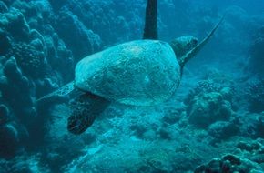 turtle in the blue sea water