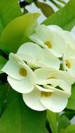 white flowers of green milkweed