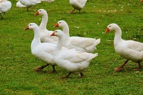 white farm geese