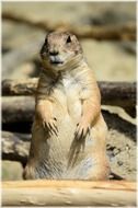 prairie dog Holland