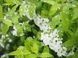 Closeup, spiraea thunbergii flowers