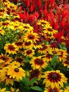 red and yellow flowers in the flowerbed