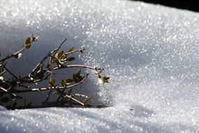 tree branch in the snow