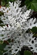 white fuzzy earth plant