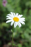 cute daisy flower