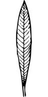 graphic image of a black-white oblong leaf