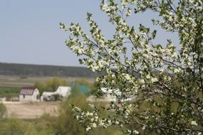 white flowers bloom in spring