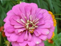 purple garden flower closeup