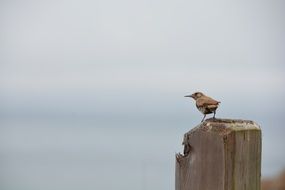 Small bird on wooden post