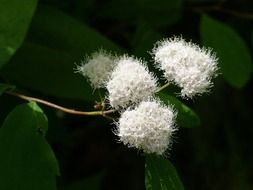 White flowers on a bush in nature