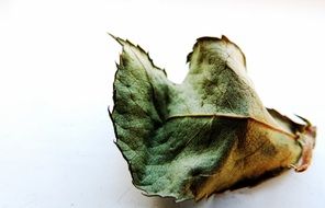 dry autumn leaf on a white background