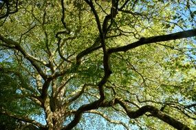 curved tree branches in summer