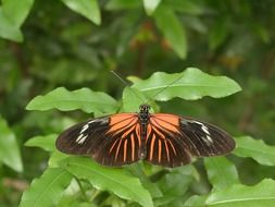 black butterfly with brown spots on a green bush