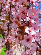 fresh pink cherry flowers