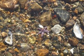 starfish and pebbles in clear ocean water