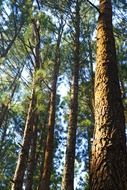 amazing pine forest on a sunny day