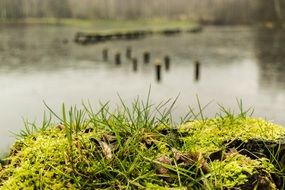 Green moss in front of lake water landscape nature