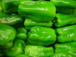 green capsicum pepper